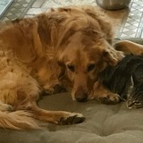 Entry image for Triton and Bella