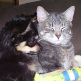 Entry image for Charlie (dog)  and Milo