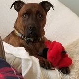 Entry image for Wisky