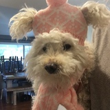 Entry image for Sophie