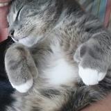 Entry image for Bella