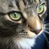 Entry image for Rufus