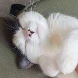 Entry image for Lola