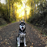 Entry image for Finn