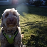 Entry image for Sophie