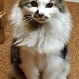 Entry image for Oreo