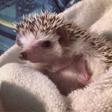 Entry image for Penny