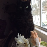 Entry image for Luigi