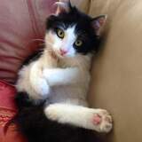 Entry image for Bandito