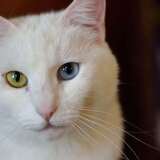 Entry image for Kitten