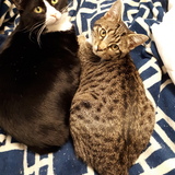 Entry image for Princess and Miracle