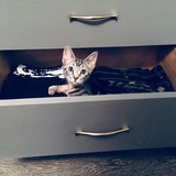 Entry image for Callie