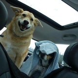 Entry image for Joey and Louie