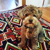 Entry image for Bearly