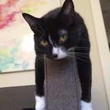 Entry image for Koko