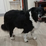 Entry image for Sophie