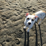 Entry image for Buddy