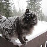 Entry image for Loopy