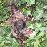 Entry image for Buddy