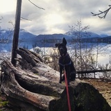 Entry image for Piper