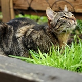 Entry image for Ivey