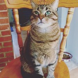 Entry image for Molson 