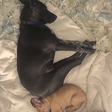 Entry image for Chap