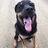 Entry image for Barney