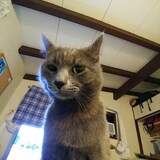 Entry image for Whiskey Timbit Foxtrot