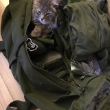 Entry image for Winston