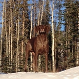 Entry image for Jessie James