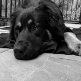 Entry image for Charlie