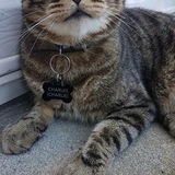 Entry image for Charlie