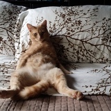 Entry image for Ouzo