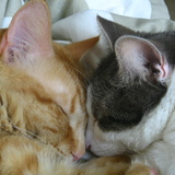 Entry image for Nemo & Daisy