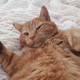 Entry image for Magnus