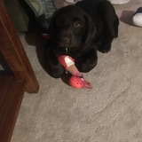 Entry image for Lady