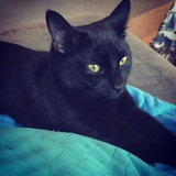 Entry image for Figaro