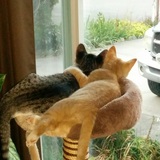 Entry image for Kiggy and Fila