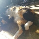 Entry image for Jinx 