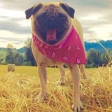 Entry image for Phoebe