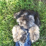 Entry image for Oscar