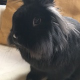 Entry image for Chilla