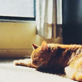 Entry image for Clementine