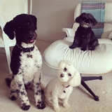 Entry image for Lola - Daisy - Abbey