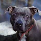 Entry image for Bentley 