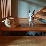 Entry image for Malevolo and Thumper