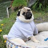 Entry image for Rogie