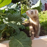 Entry image for Jujube 