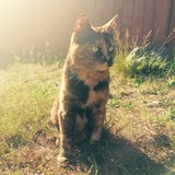 Entry image for Pepperoni